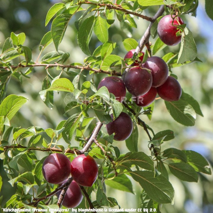 Prunier-cerise, MyroBolan, Prunus Cerasifera image
